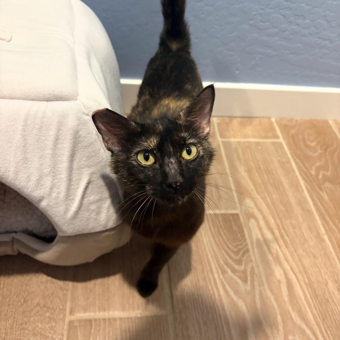 Reese's Puff, Adoptable, Young Female Tortoiseshell.