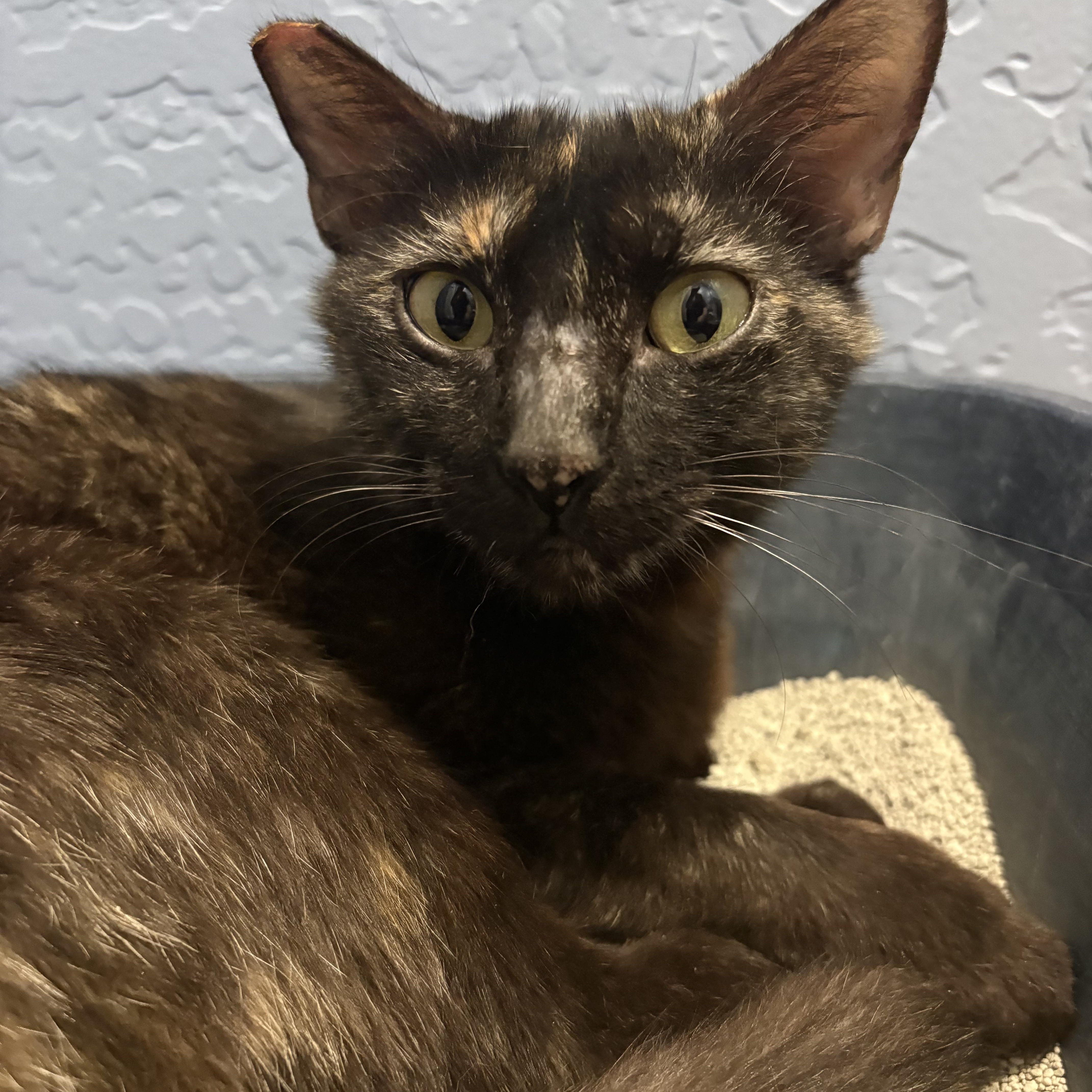 Enlarge Reese's Puff, a Adoptable Tortoiseshell in Hanford, CA image 3/5