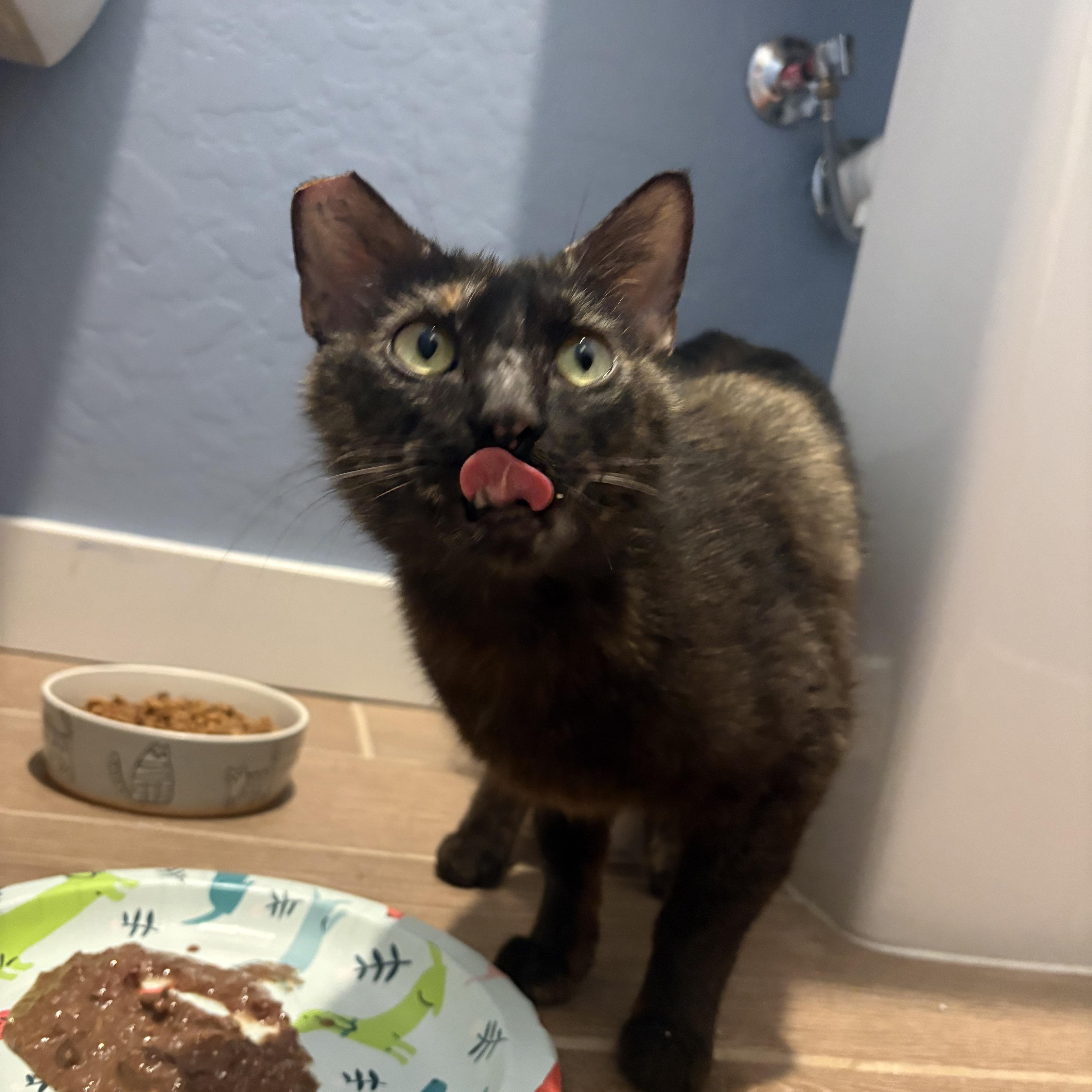 Enlarge Reese's Puff, a Adoptable Tortoiseshell in Hanford, CA image 4/5