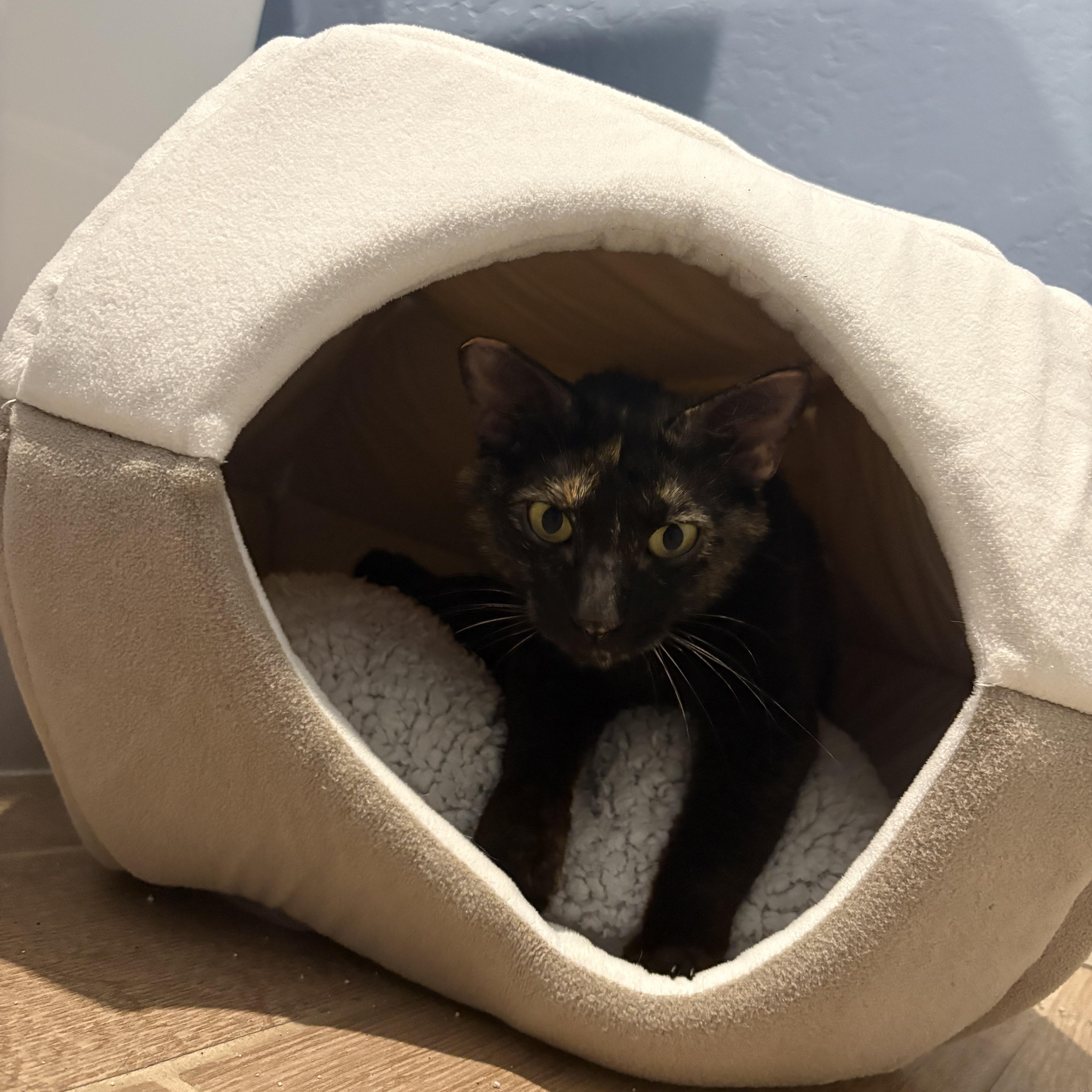 Enlarge Reese's Puff, a Adoptable Tortoiseshell in Hanford, CA image 2/5