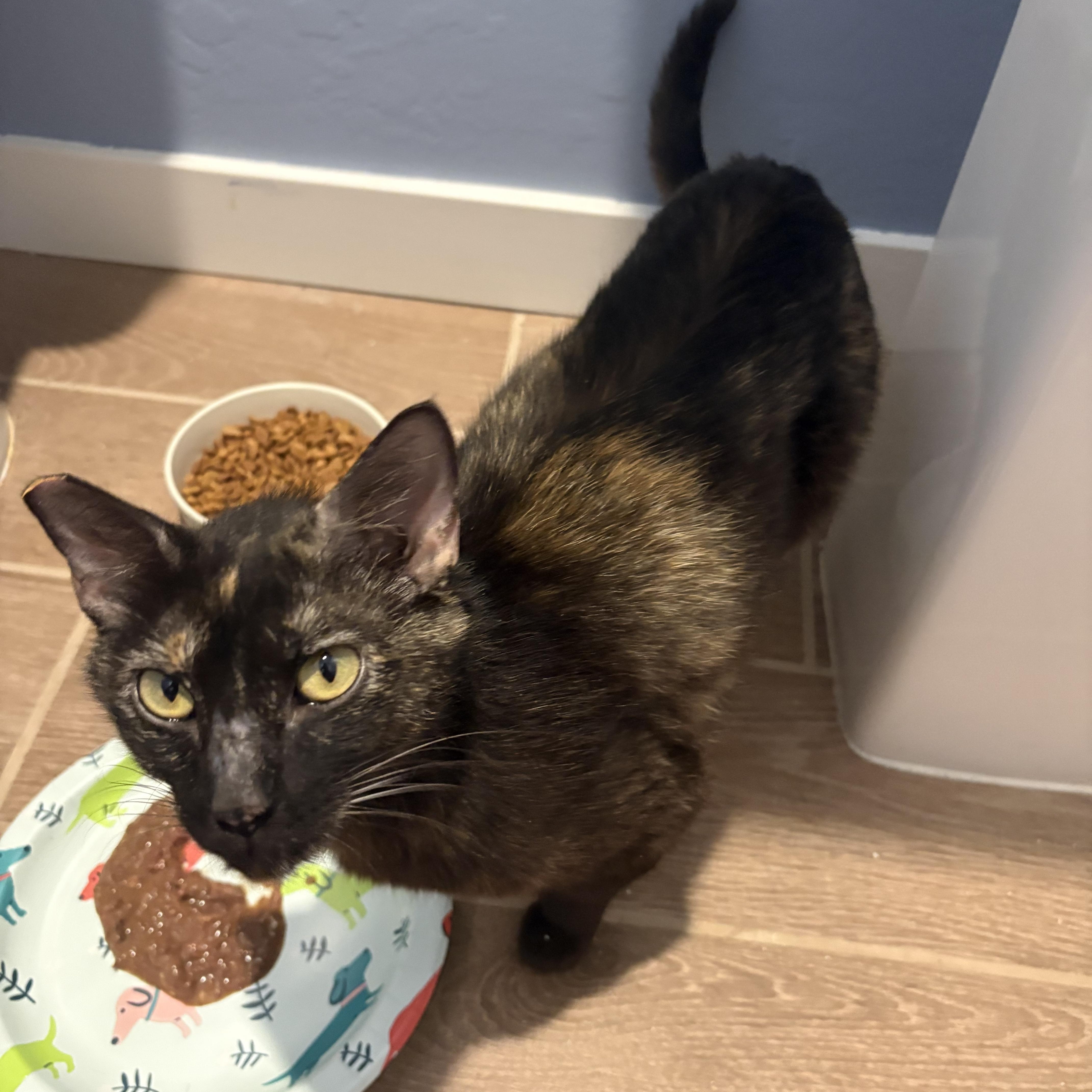 Enlarge Reese's Puff, a Adoptable Tortoiseshell in Hanford, CA image 5/5
