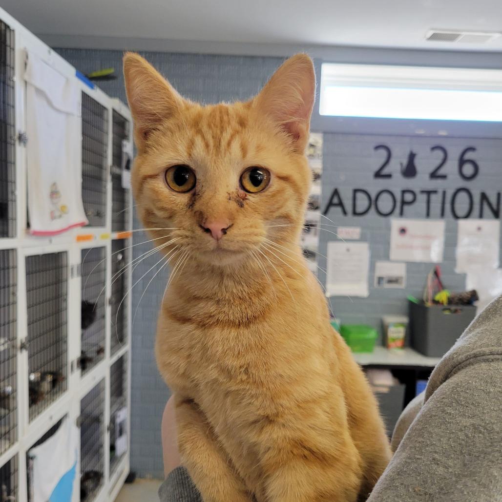 Frost, Adoptable, Young Male Domestic Short Hair.