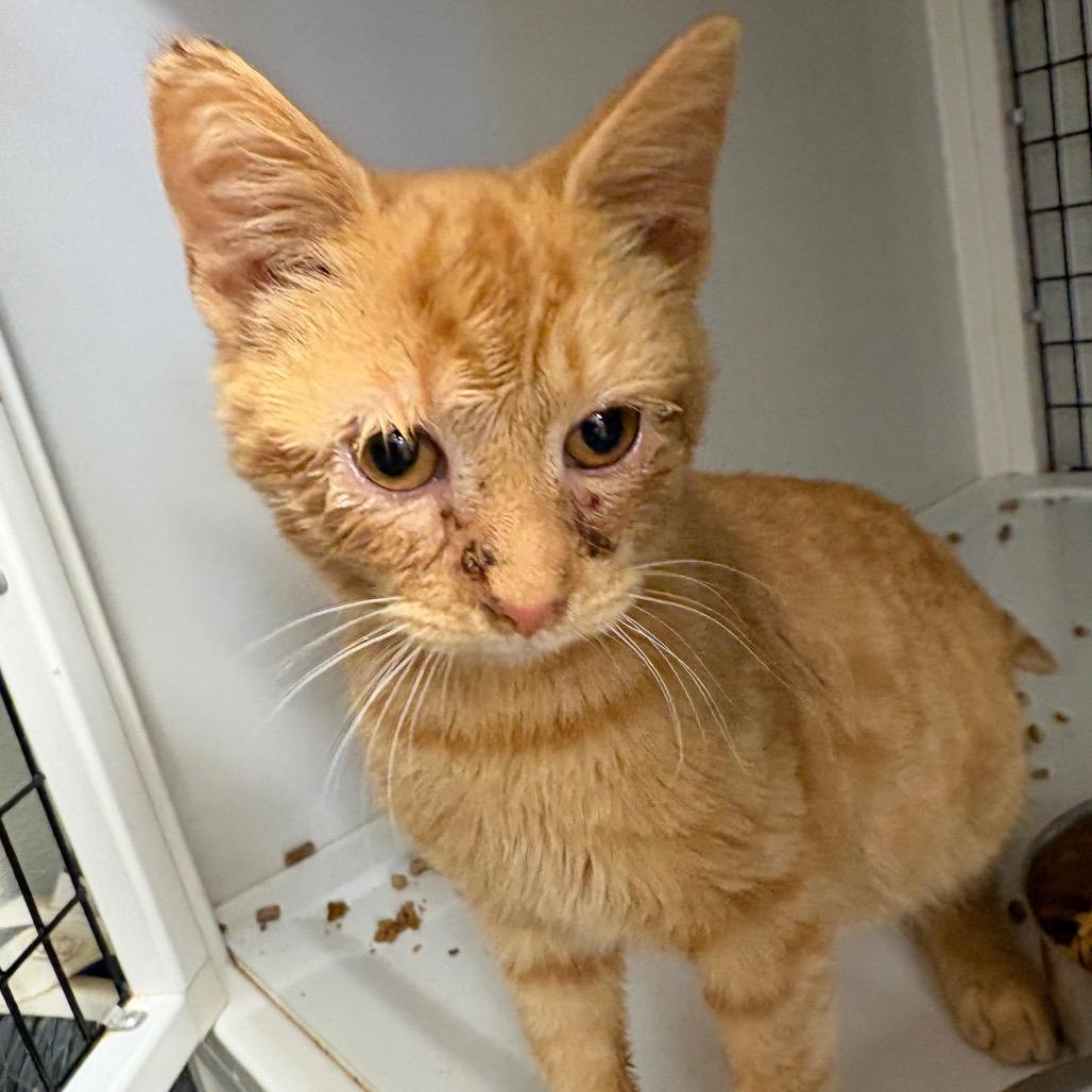 Enlarge Frost, a Adoptable Domestic Short Hair in Ruckersville, VA image 2/2