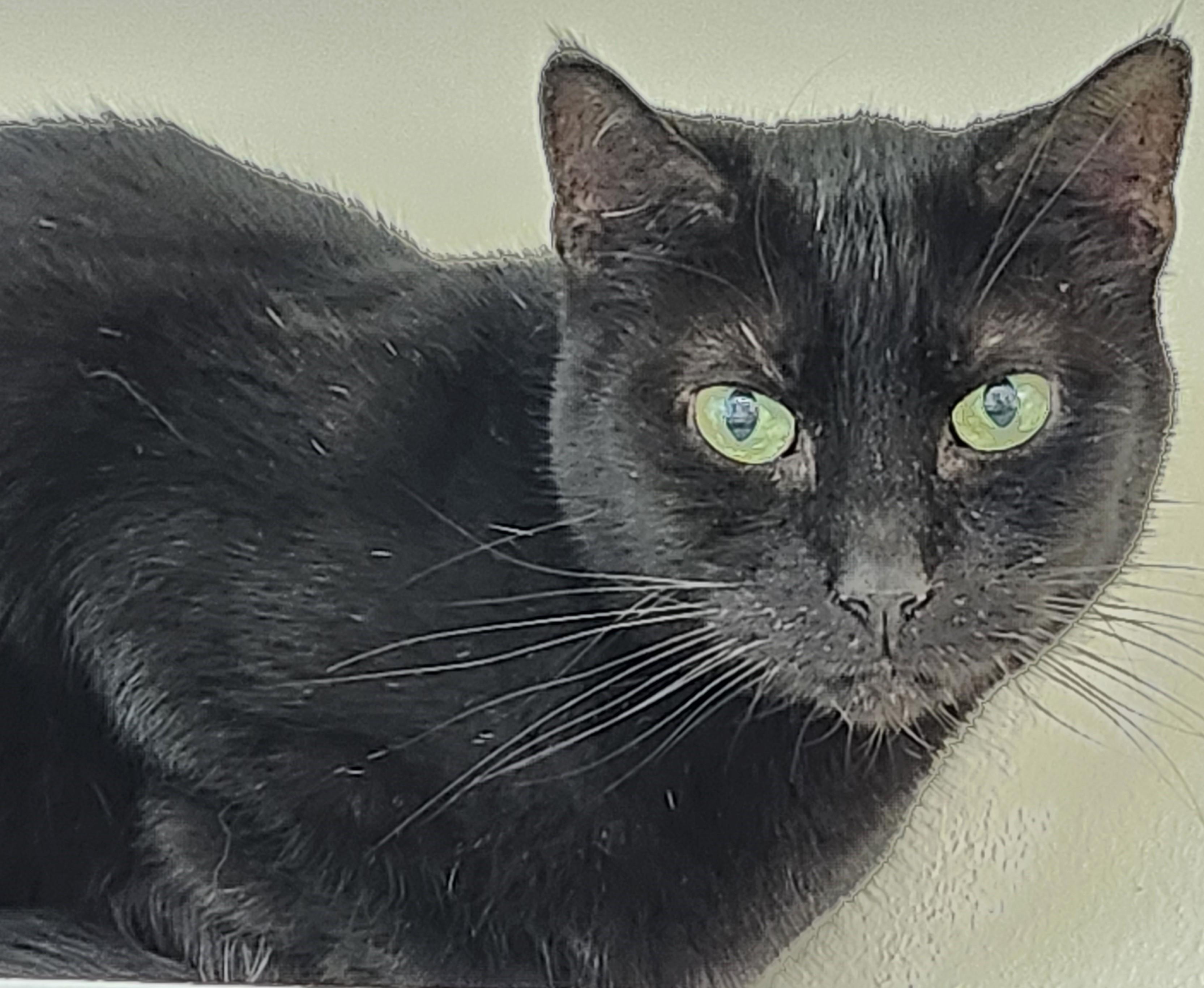 Enlarge Chiquita, a Adoptable Domestic Short Hair in House Springs, MO image 1/1