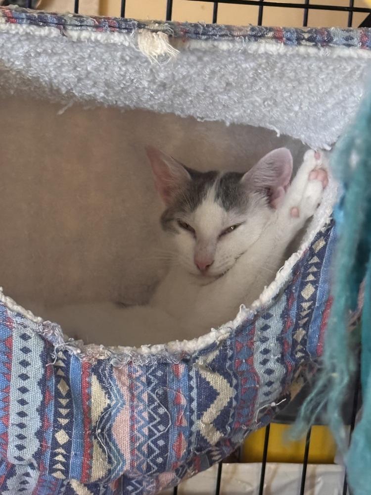 Vivian, Adoptable, Young Female Domestic Short Hair.