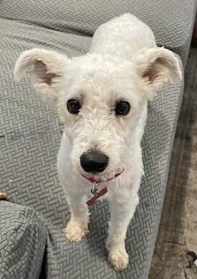Cashmere, Adoptable, Adult Female Bedlington Terrier.