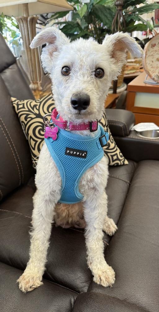Enlarge Cashmere, a Adoptable Bedlington Terrier in Mundelein, IL image 2/2