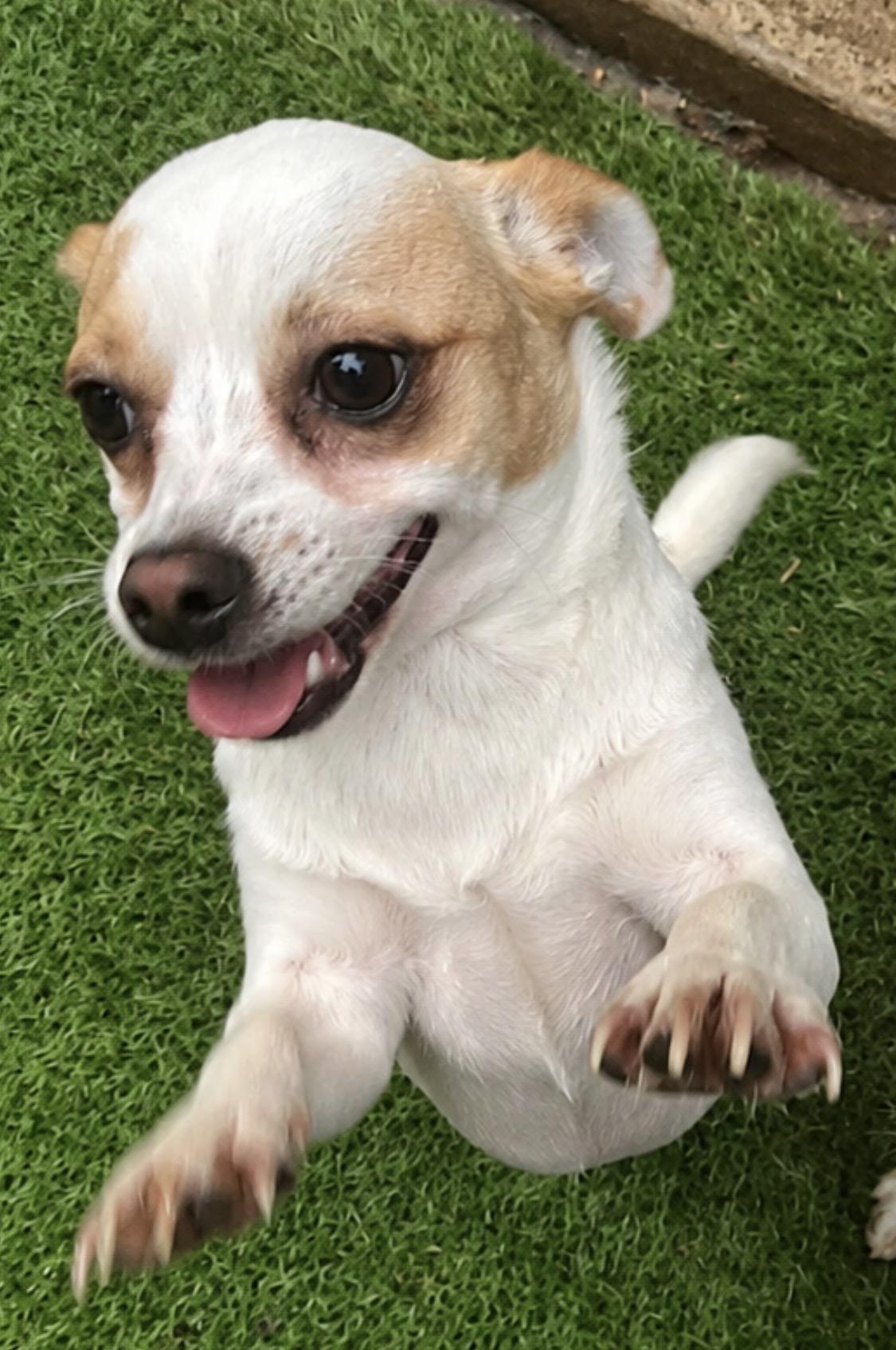 Quinton, ADOPTABLE, Young Male Jack Russell Terrier & Chihuahua.