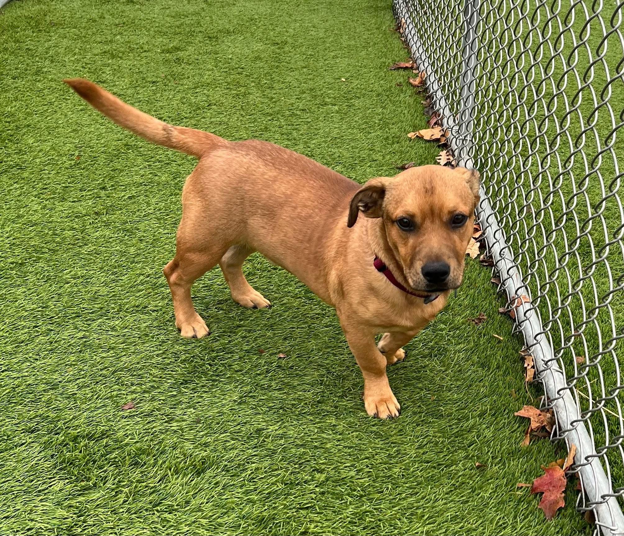 Fresno, a Adoptable Mixed Breed in Cedar Rapids, IA image 3/6