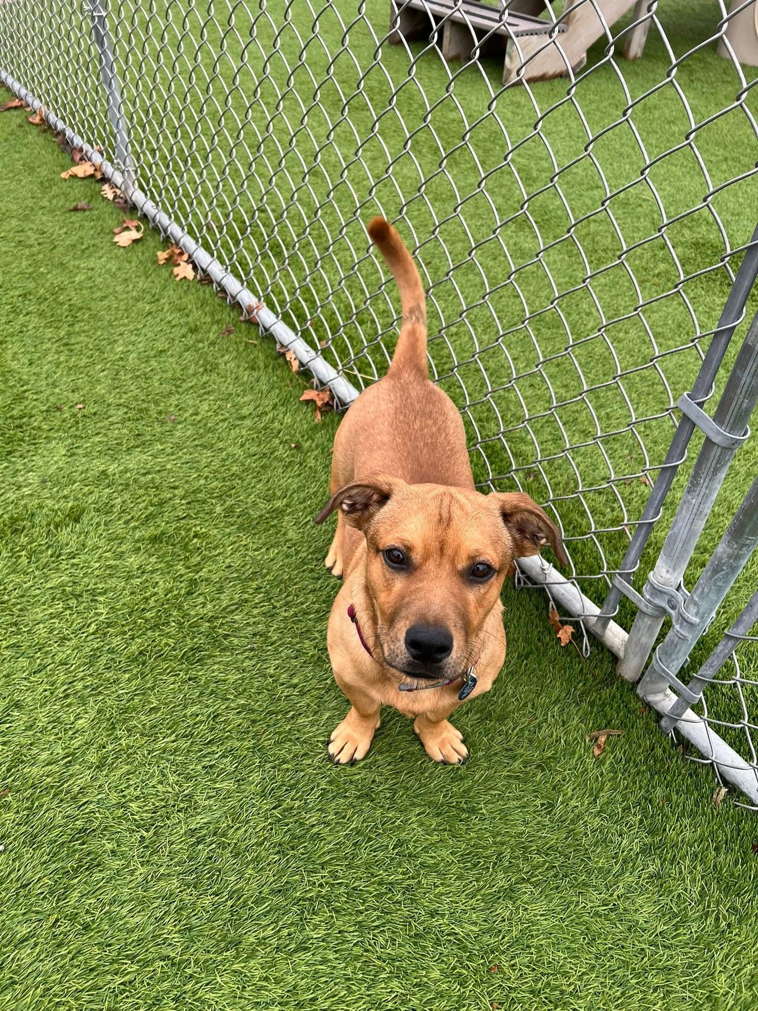Fresno, a Adoptable Mixed Breed in Cedar Rapids, IA image 4/6