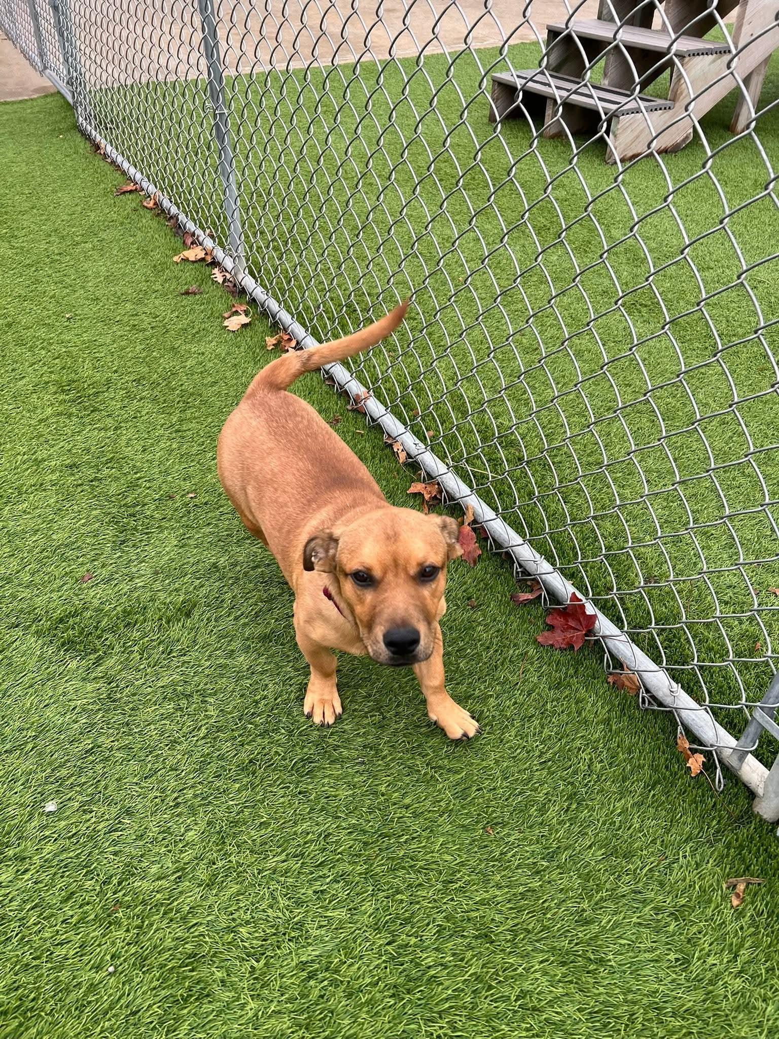 Fresno, a Adoptable Mixed Breed in Cedar Rapids, IA image 5/6