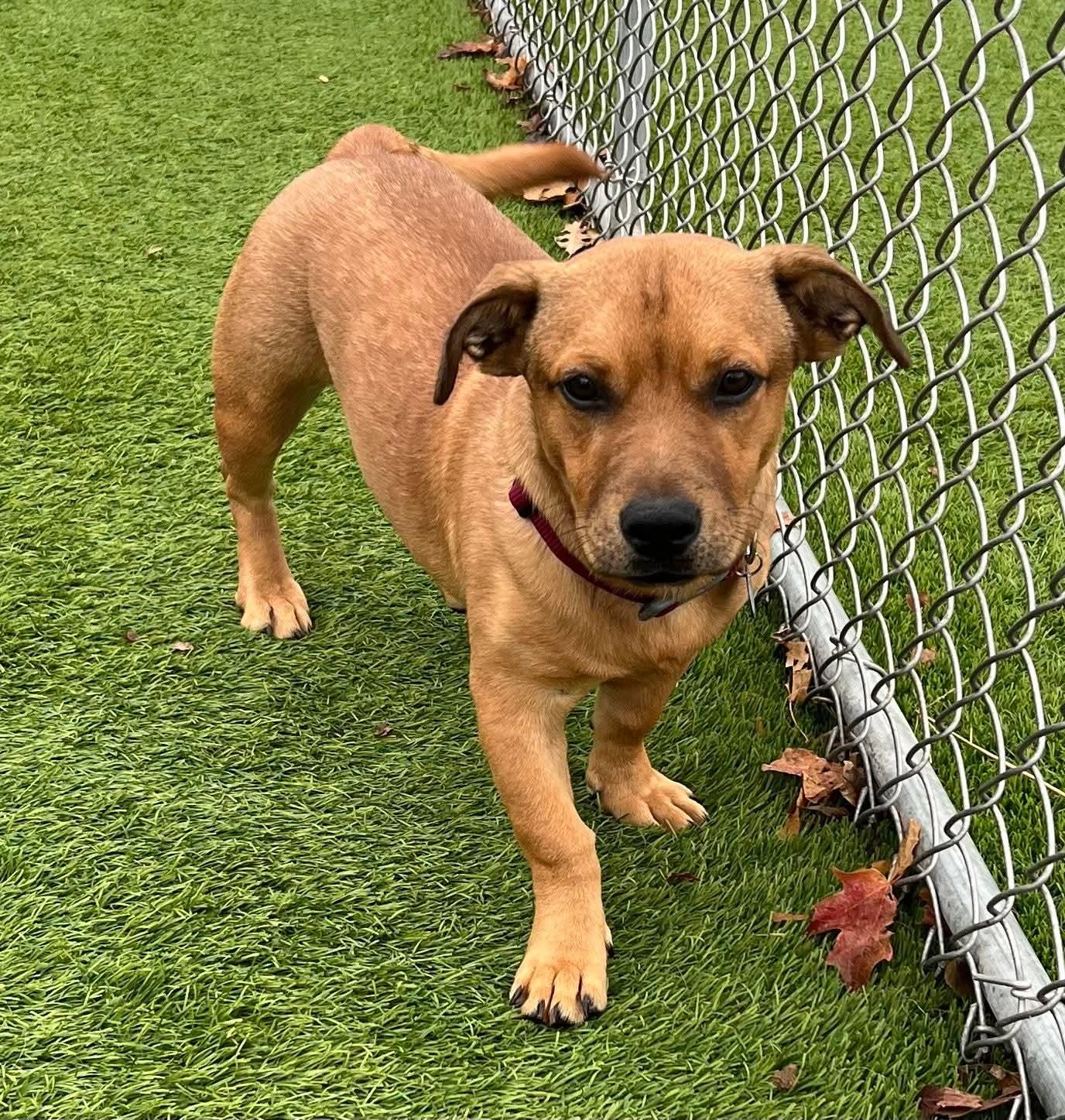 Fresno, Adoptable, Puppy Male Mixed Breed.