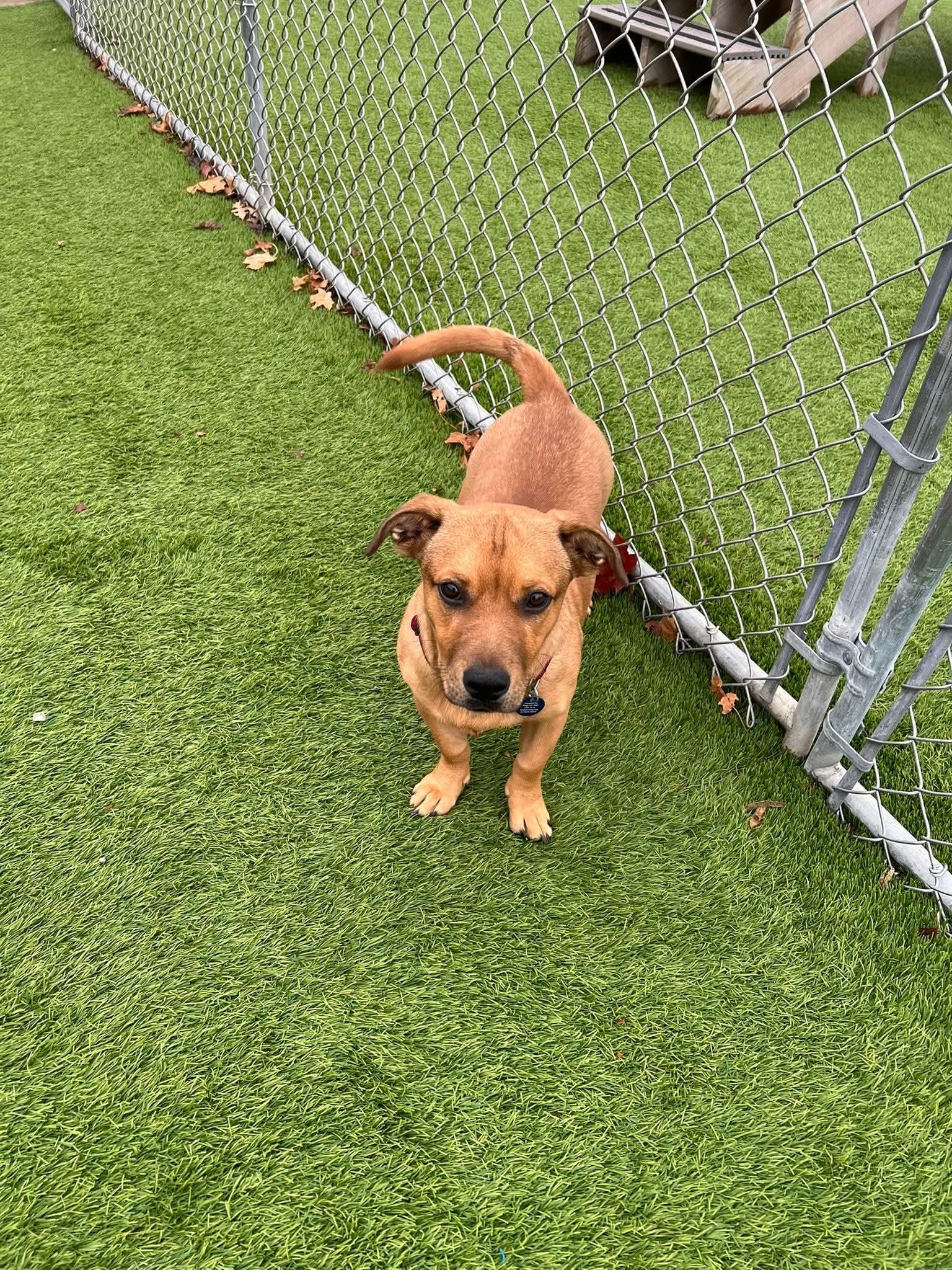 Fresno, a Adoptable Mixed Breed in Cedar Rapids, IA image 6/6