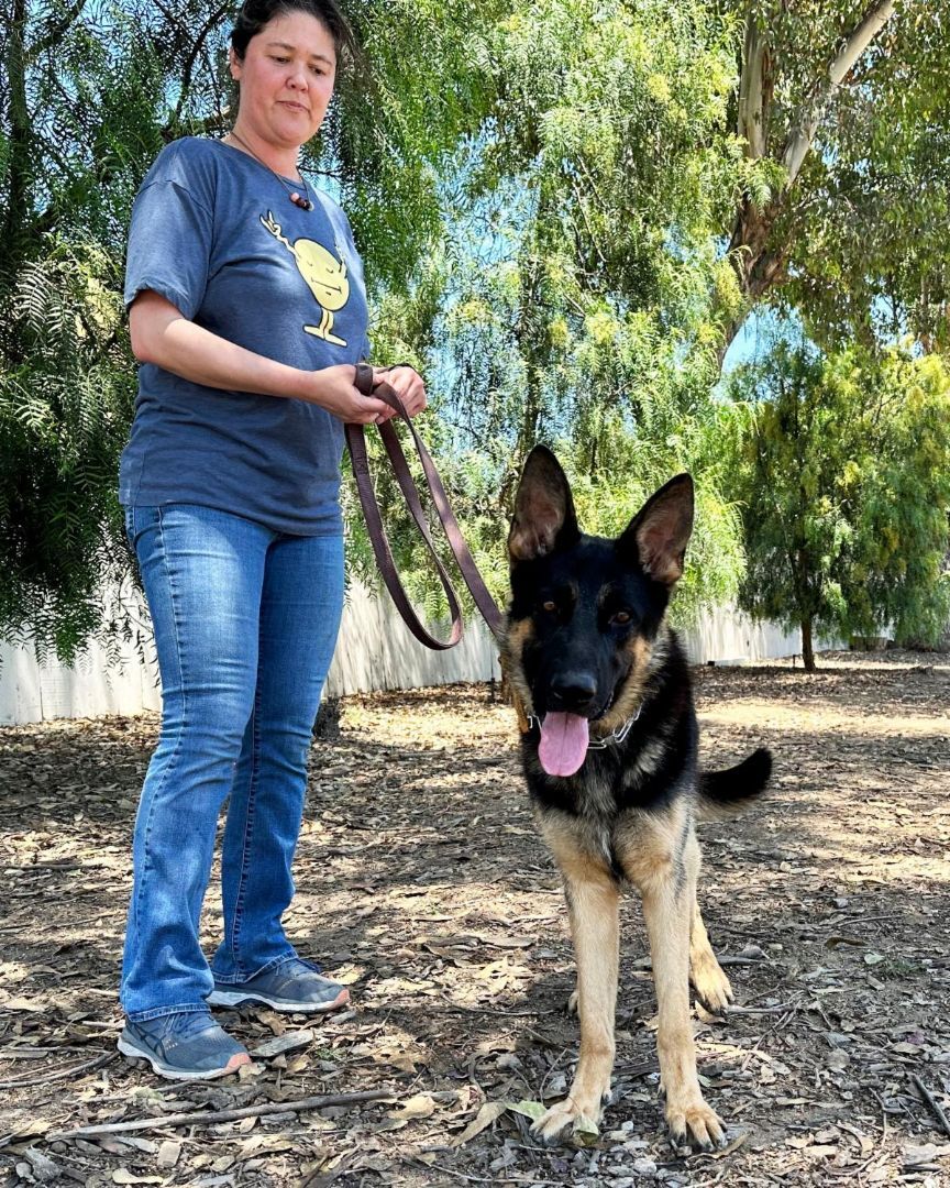 Enlarge Trapper, a Adoptable German Shepherd Dog in San Diego, CA image 4/8