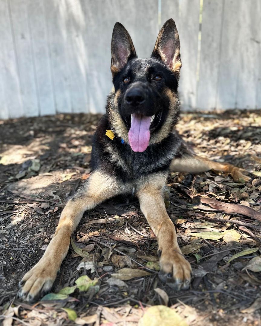 Enlarge Trapper, a Adoptable German Shepherd Dog in San Diego, CA image 5/8