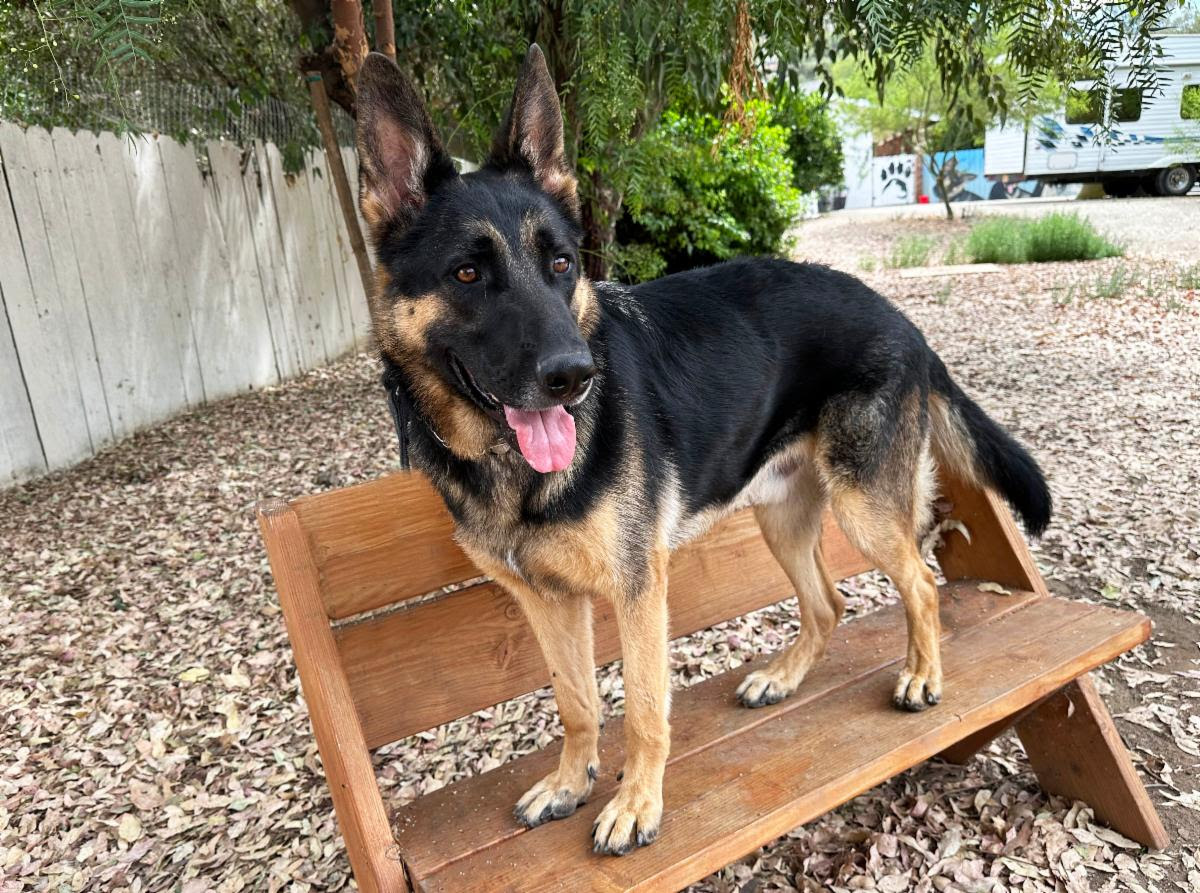 Enlarge Trapper, a Adoptable German Shepherd Dog in San Diego, CA image 8/8