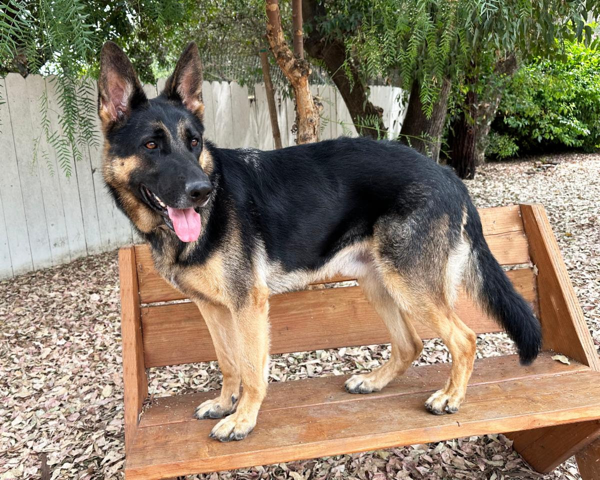 Enlarge Trapper, a Adoptable German Shepherd Dog in San Diego, CA image 7/8