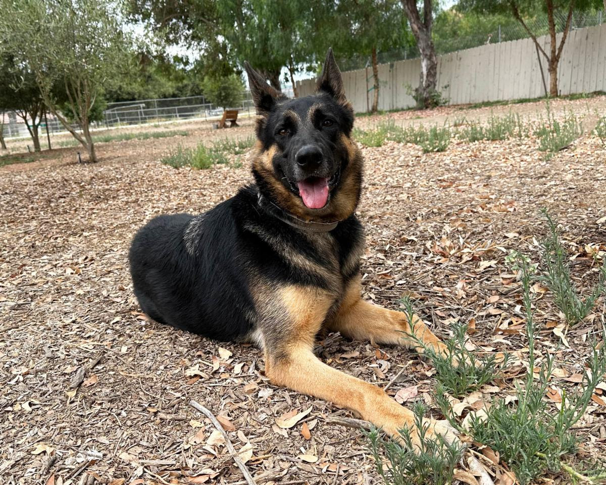 Enlarge Trapper, a Adoptable German Shepherd Dog in San Diego, CA image 1/8