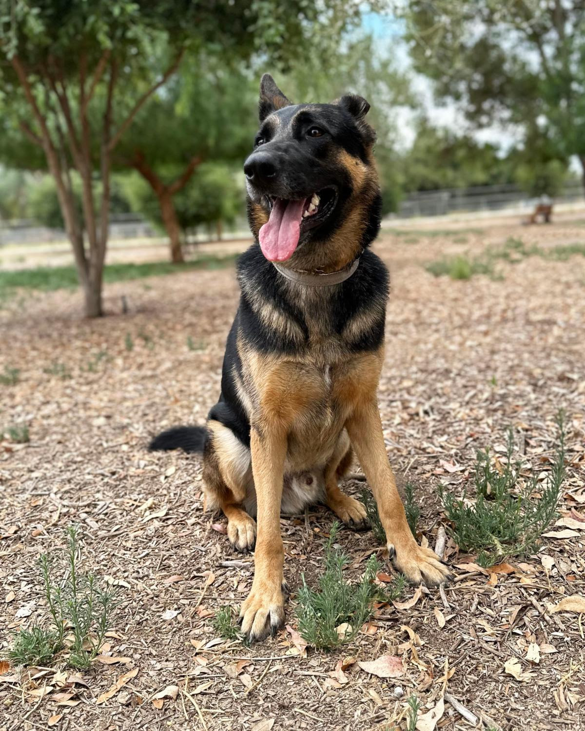 Enlarge Trapper, a Adoptable German Shepherd Dog in San Diego, CA image 6/8
