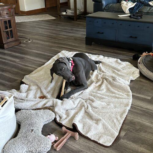 Enlarge Luna, a Adoptable Weimaraner in Grand Rapids, MI image 1/2