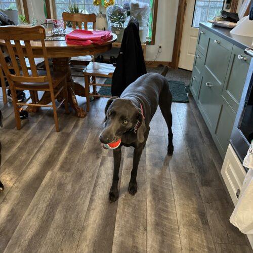 Enlarge Luna, a Adoptable Weimaraner in Grand Rapids, MI image 2/2