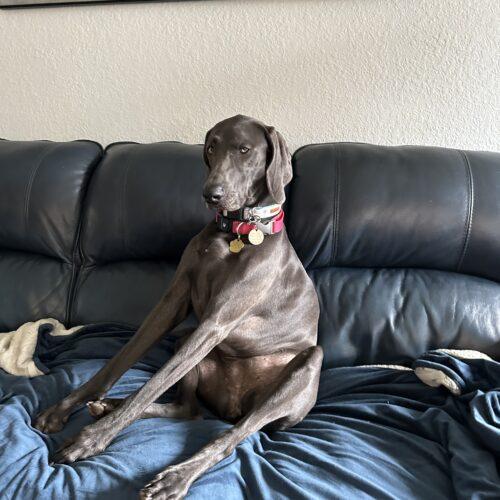 Luna, a Adoptable Weimaraner in Grand Rapids, MI image 3/3