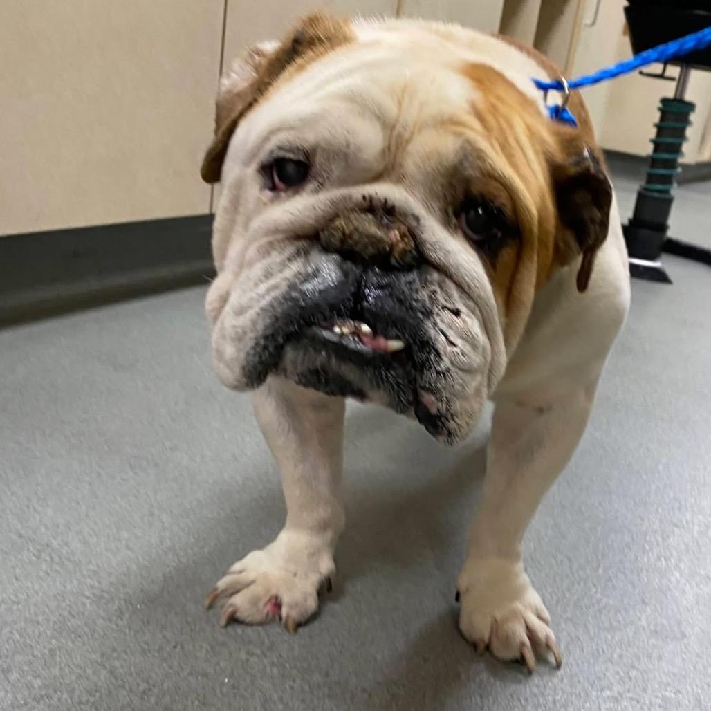 Enlarge Noel, a Adoptable English Bulldog in Westminster, CA image 1/2