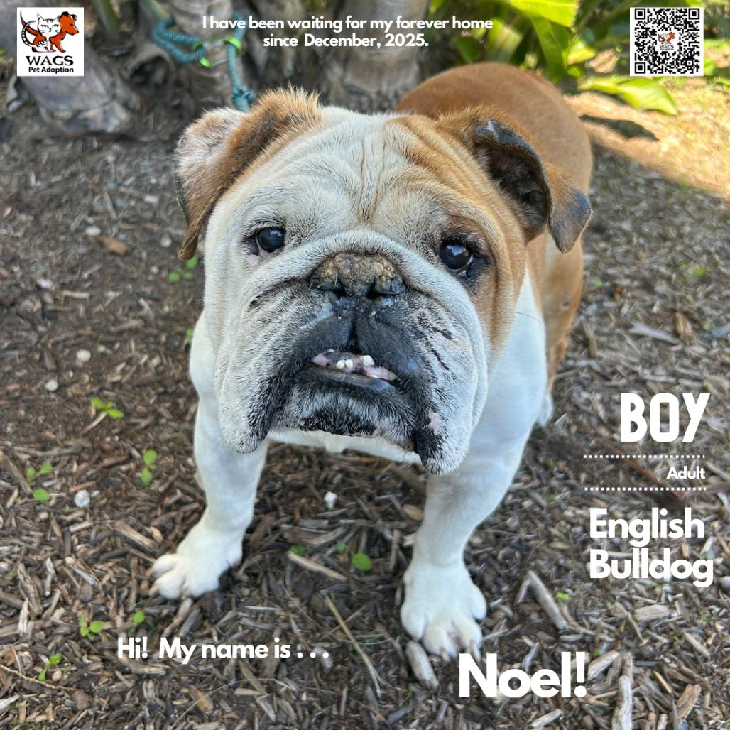 Enlarge Noel, a Adoptable English Bulldog in Westminster, CA image 2/2