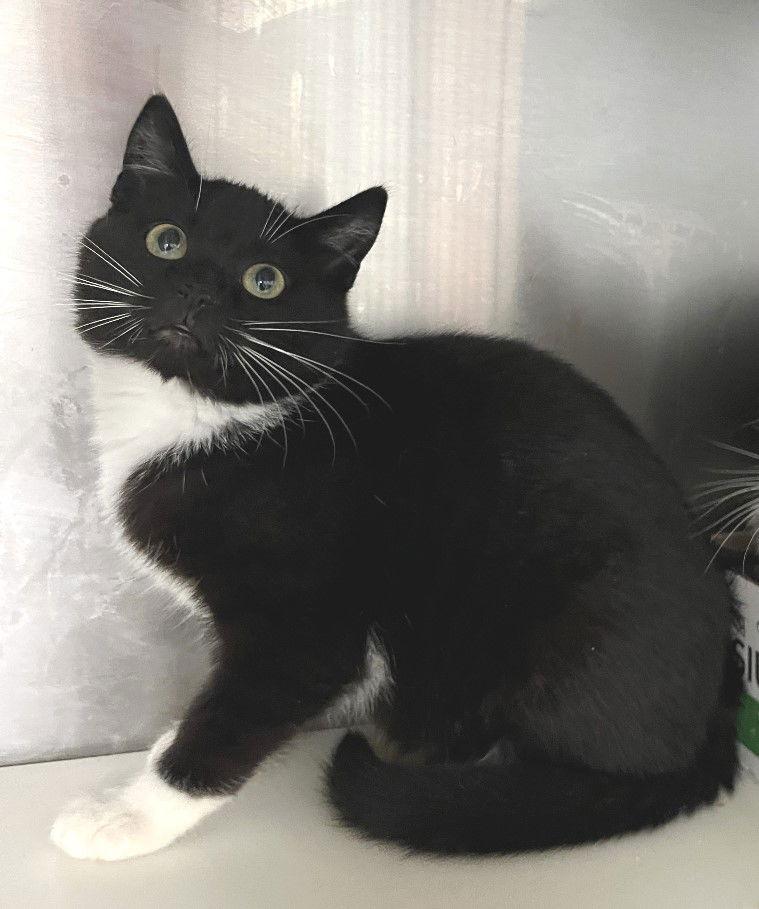 Phantom, a Adopted Tuxedo in Carrollton, GA image 1/3