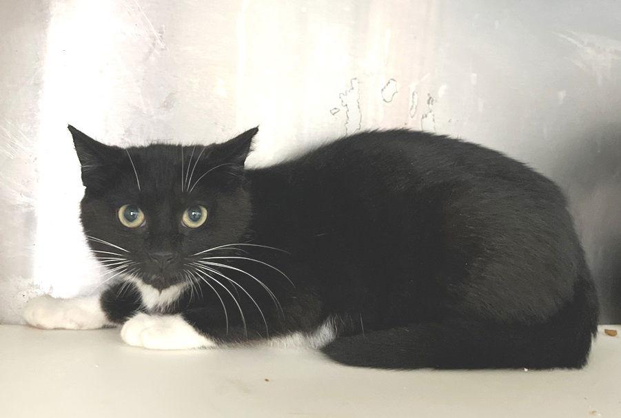 Phantom, a Adopted Tuxedo in Carrollton, GA image 2/3