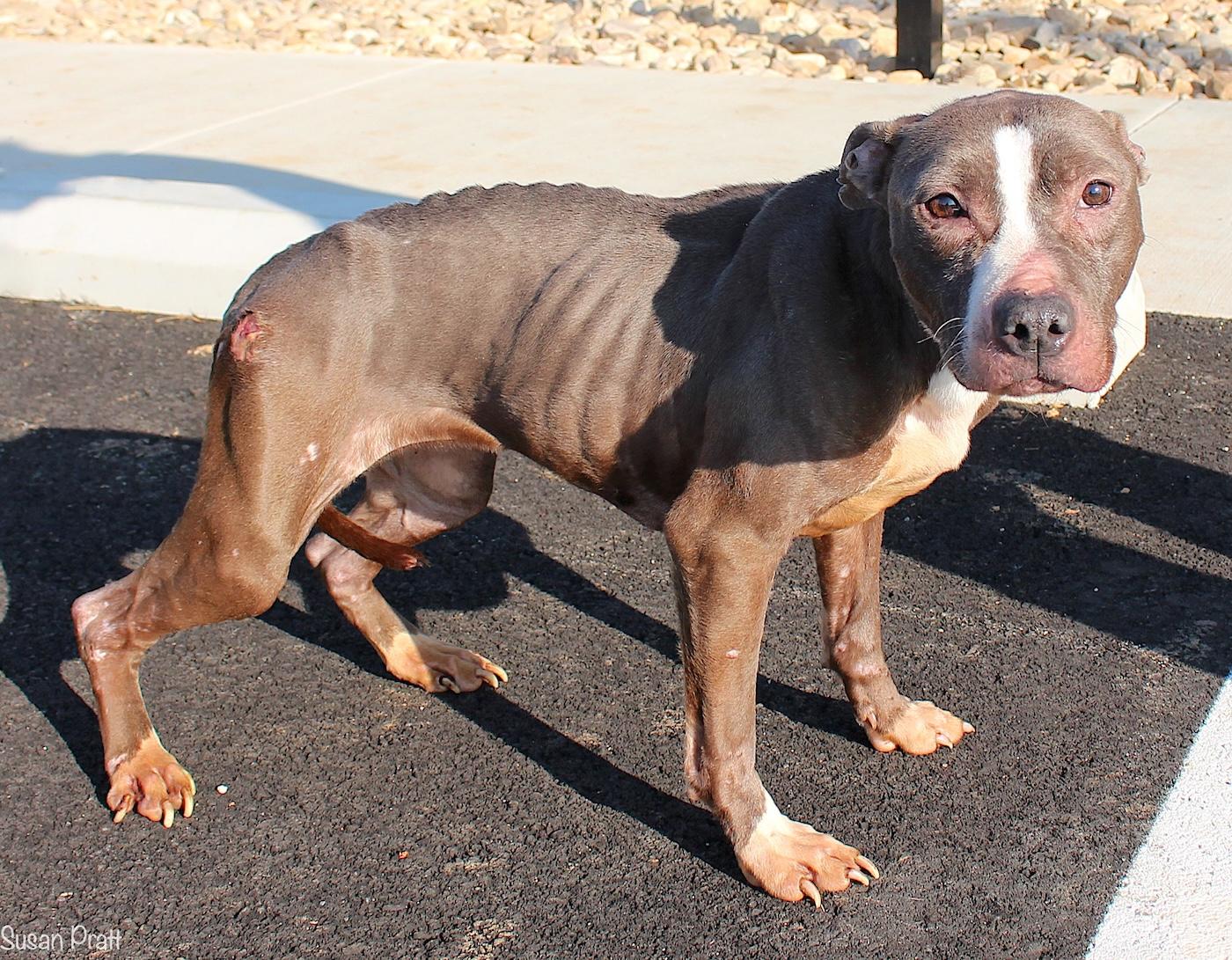 Enlarge Nikita, a ADOPTABLE mixed breed in Bedford, VA image 2/3
