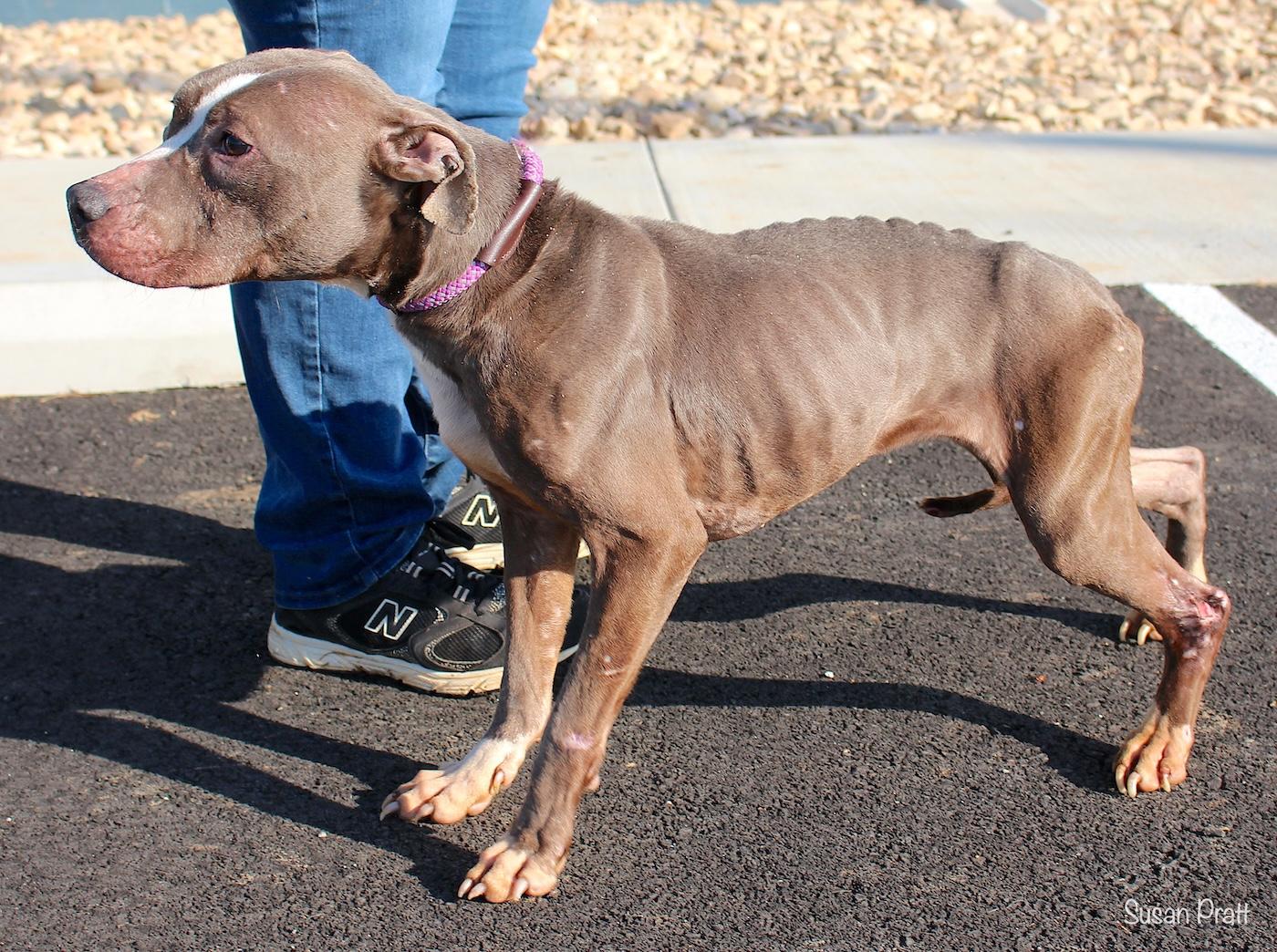 Enlarge Nikita, a ADOPTABLE mixed breed in Bedford, VA image 3/3