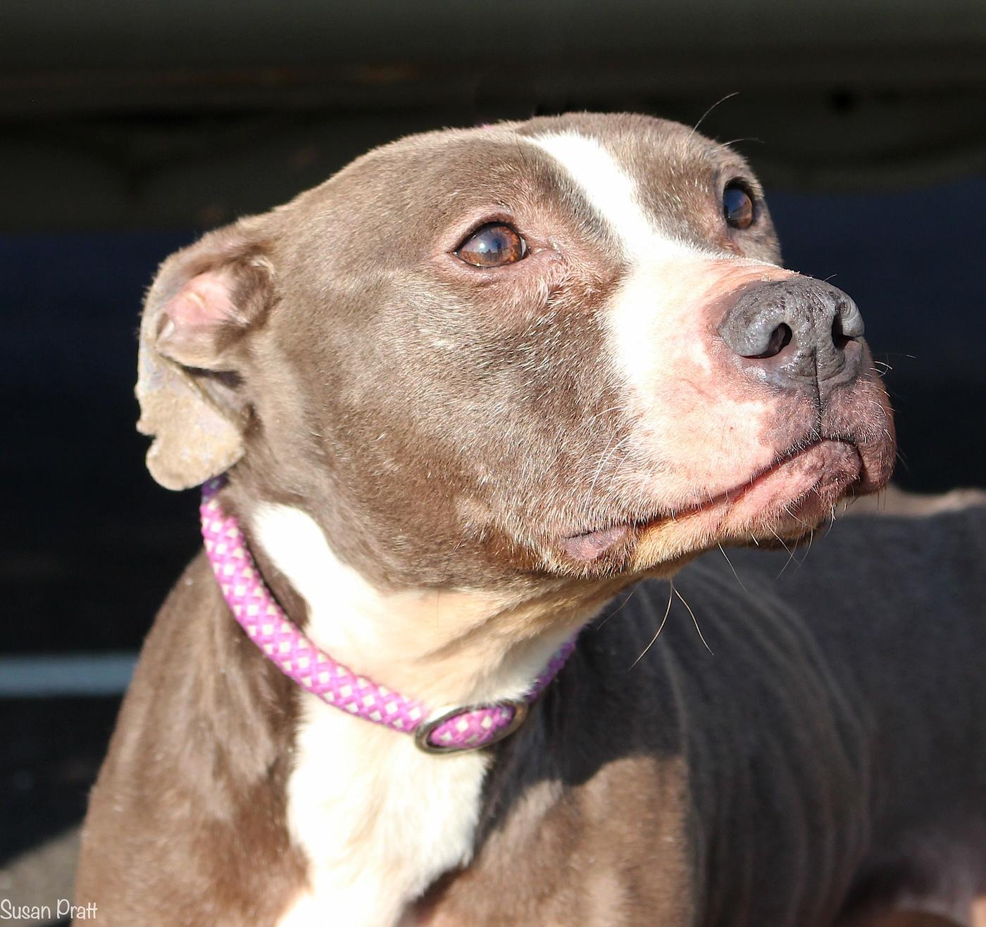 Enlarge Nikita, a ADOPTABLE mixed breed in Bedford, VA image 1/3