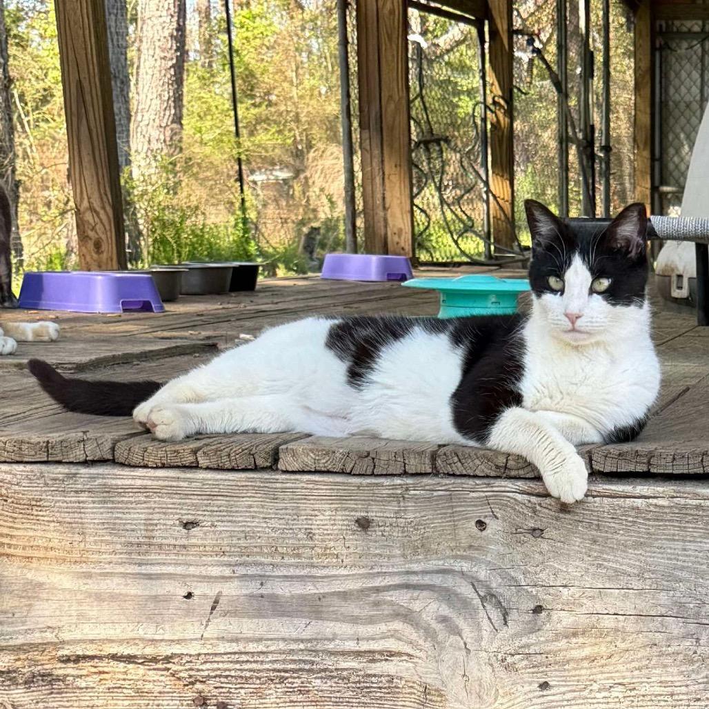 Optimia, Adoptable, Adult Female Domestic Short Hair.