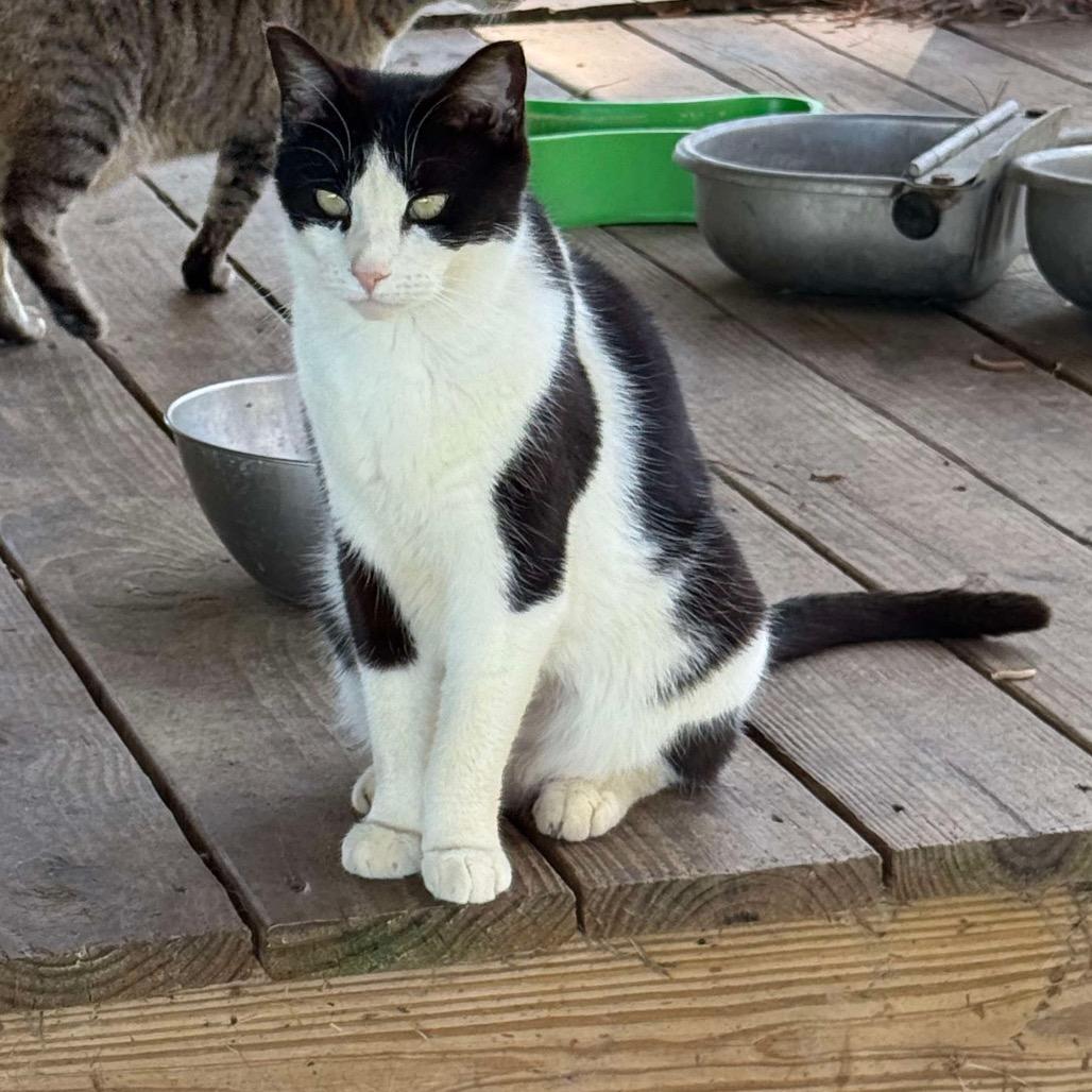 Enlarge Optimia, a Adoptable Domestic Short Hair in Nashville, GA image 2/3