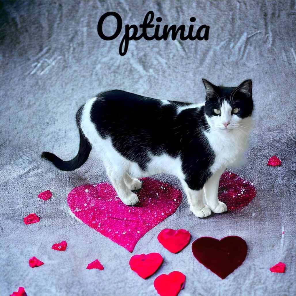 Enlarge Optimia, a Adoptable Domestic Short Hair in Nashville, GA image 3/3