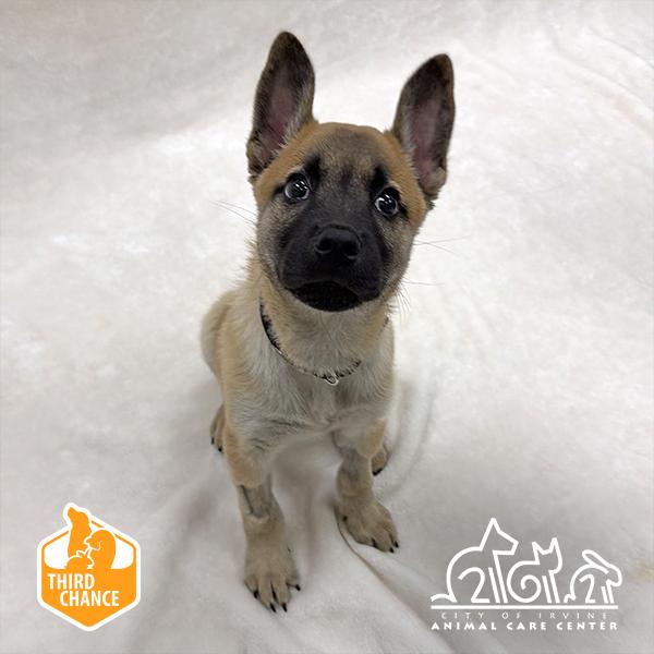 Enlarge VICTRA, a Adoptable mixed breed in Irvine, CA image 1/1