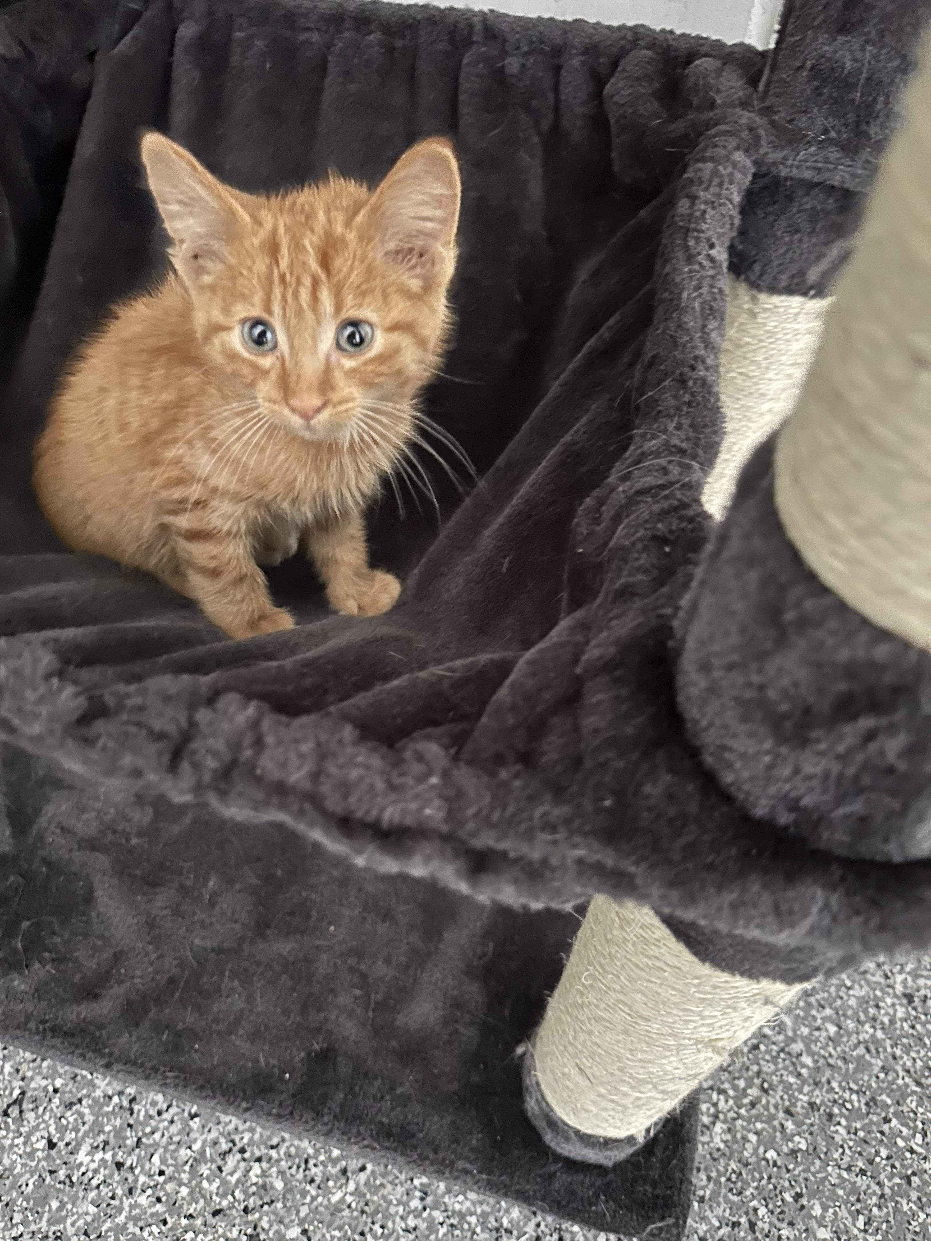 Enlarge Carl Dean, a Adopted Tabby in St. Ansgar, IA image 4/4
