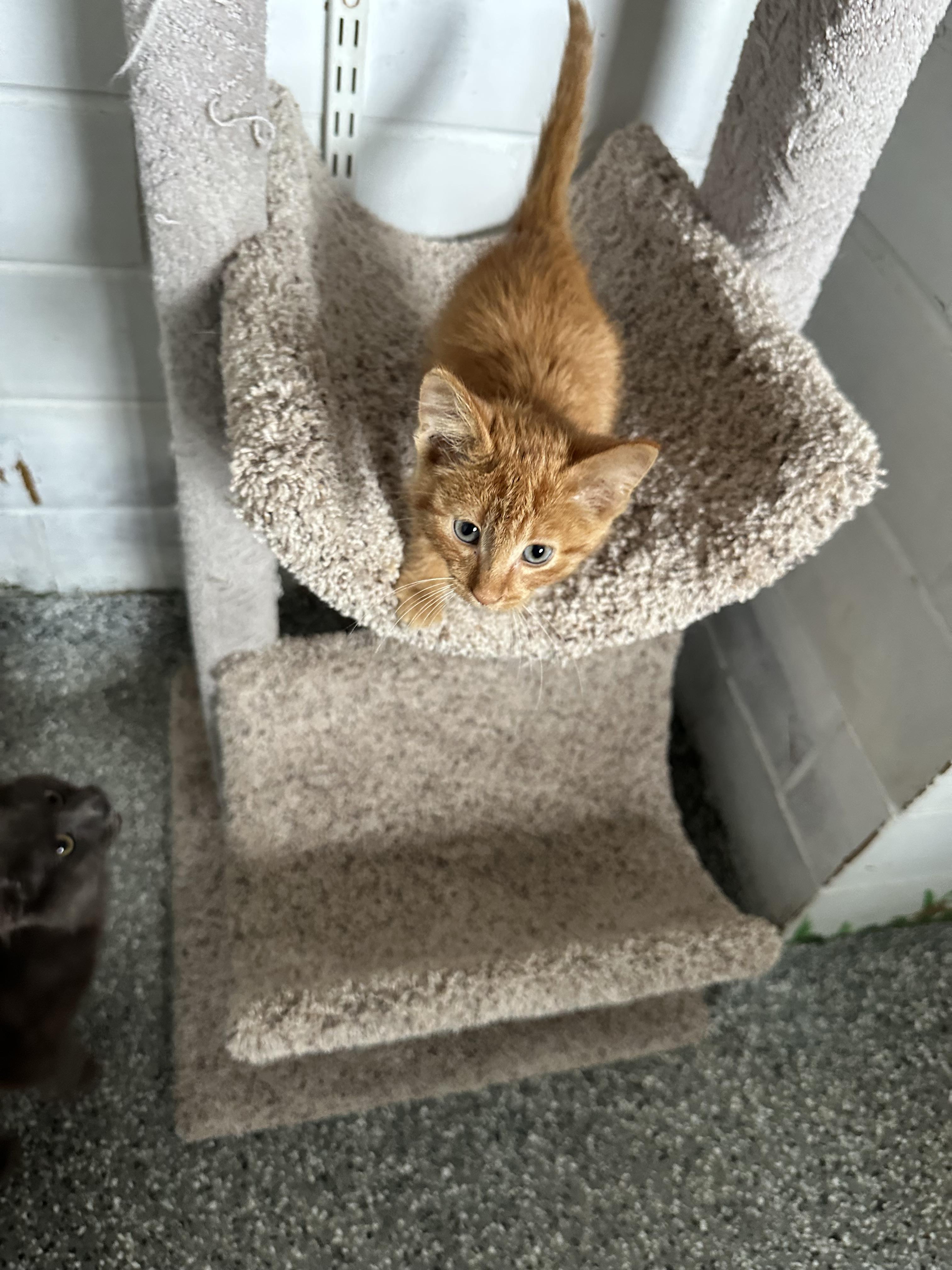 Enlarge Carl Dean, a Adopted Tabby in St. Ansgar, IA image 3/4