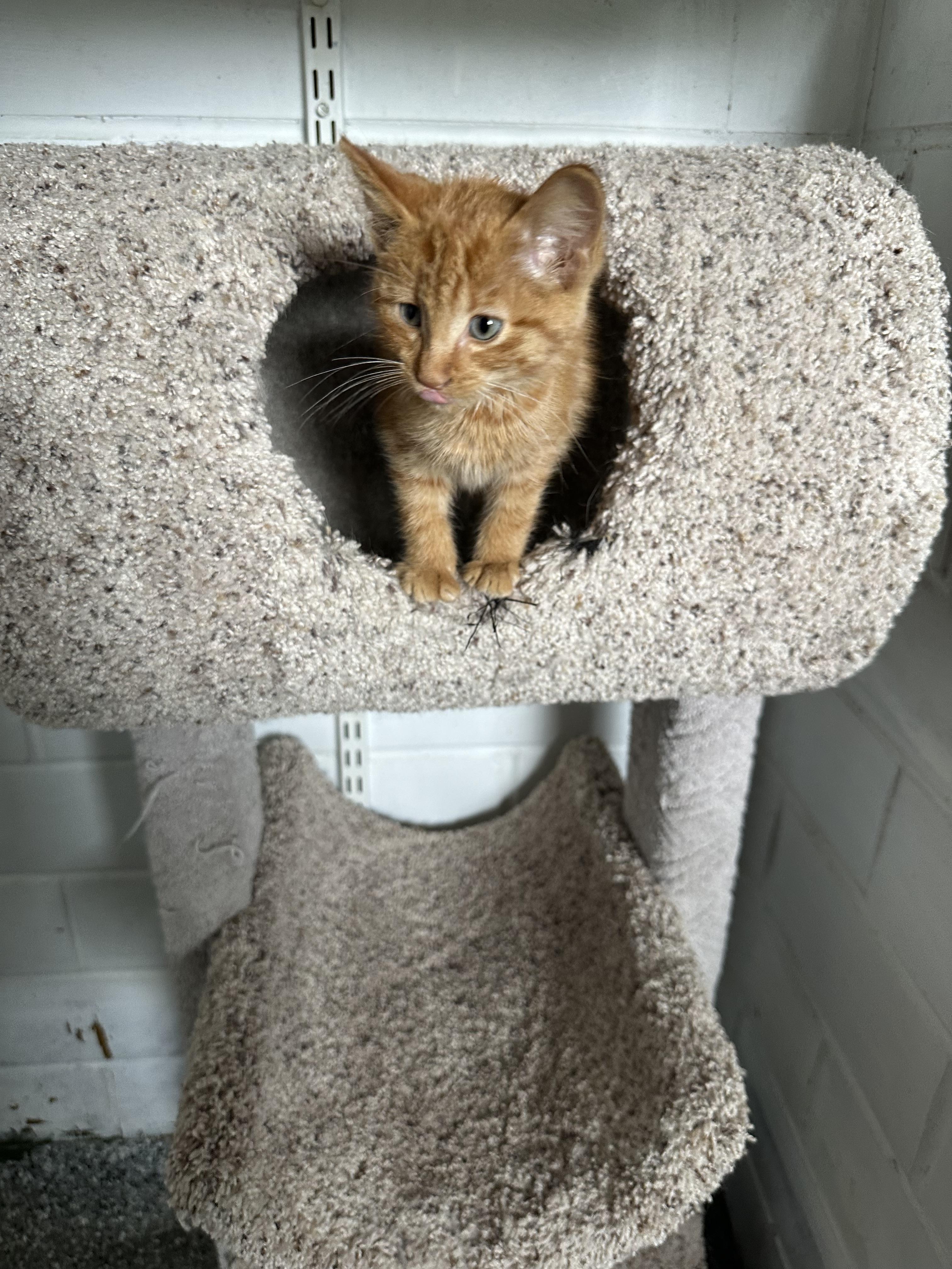 Enlarge Carl Dean, a Adopted Tabby in St. Ansgar, IA image 2/4