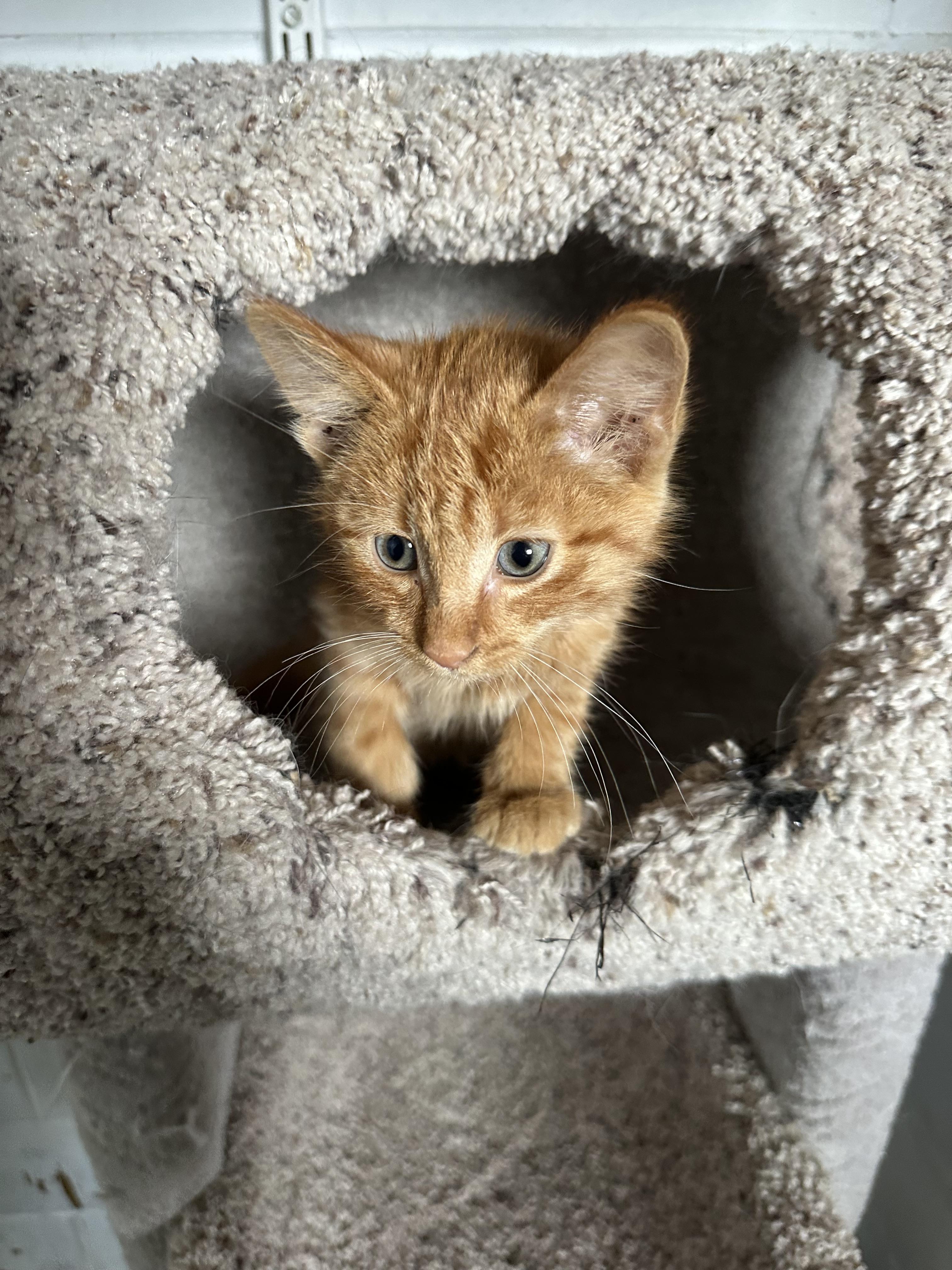 Carl Dean, Adopted, Kitten Male Tabby.