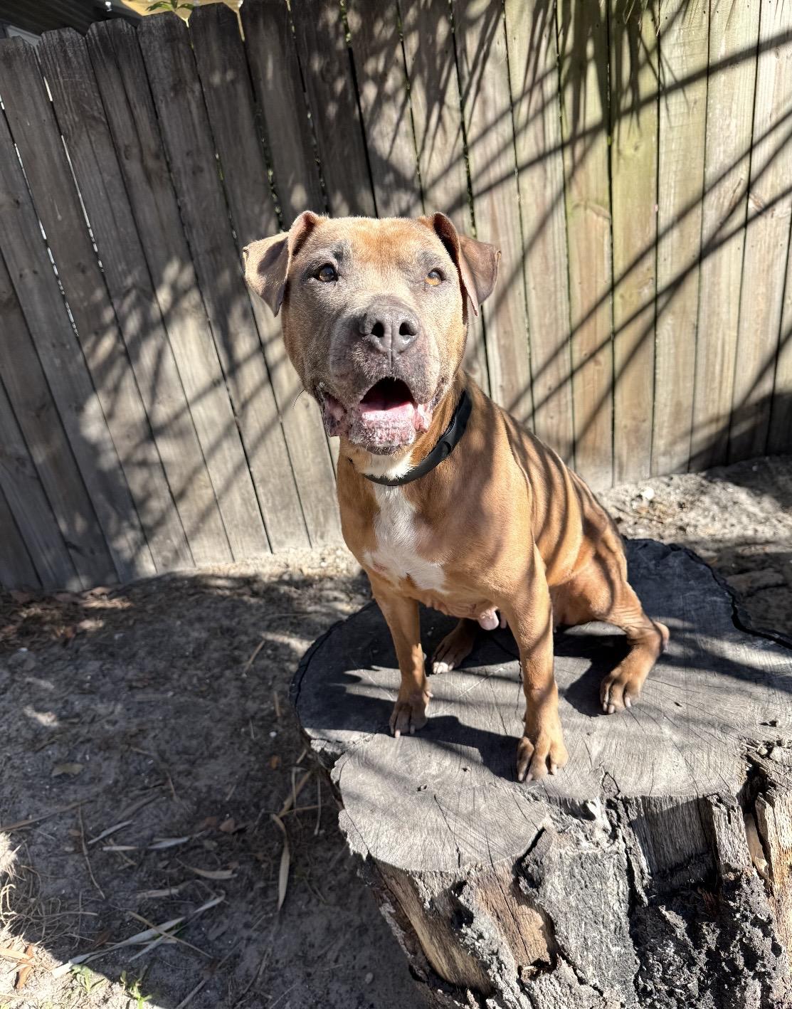 Caramela, a Adoptable Mixed Breed in Palm Harbor, FL image 6/6