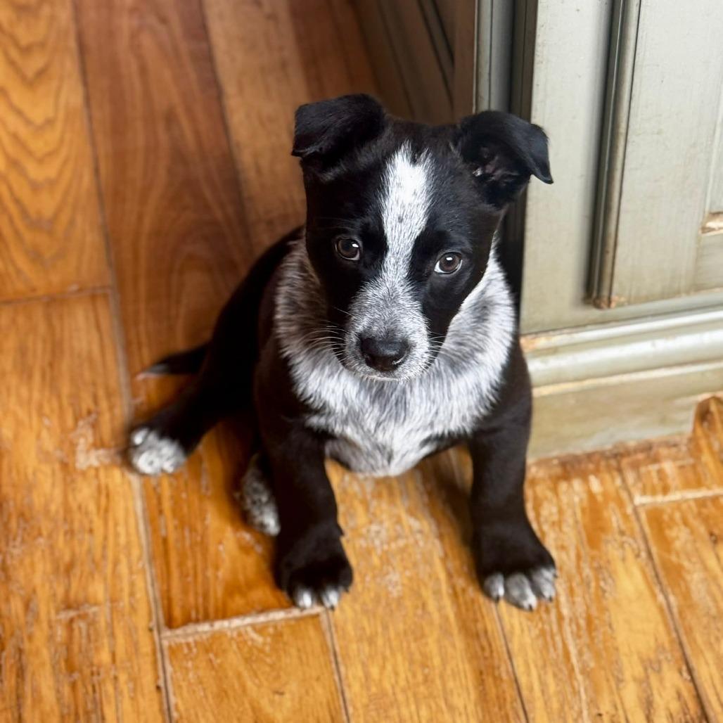 Ridge, Adoptable, Young Male Australian Cattle Dog / Blue Heeler & Black Labrador Retriever.