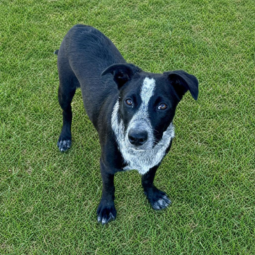 Enlarge Ridge, a Adoptable mixed breed in Huntsville, AL image 2/4