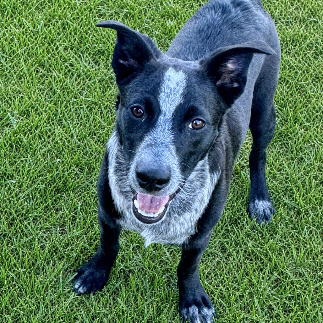 Enlarge Ridge, a Adoptable mixed breed in Huntsville, AL image 3/4