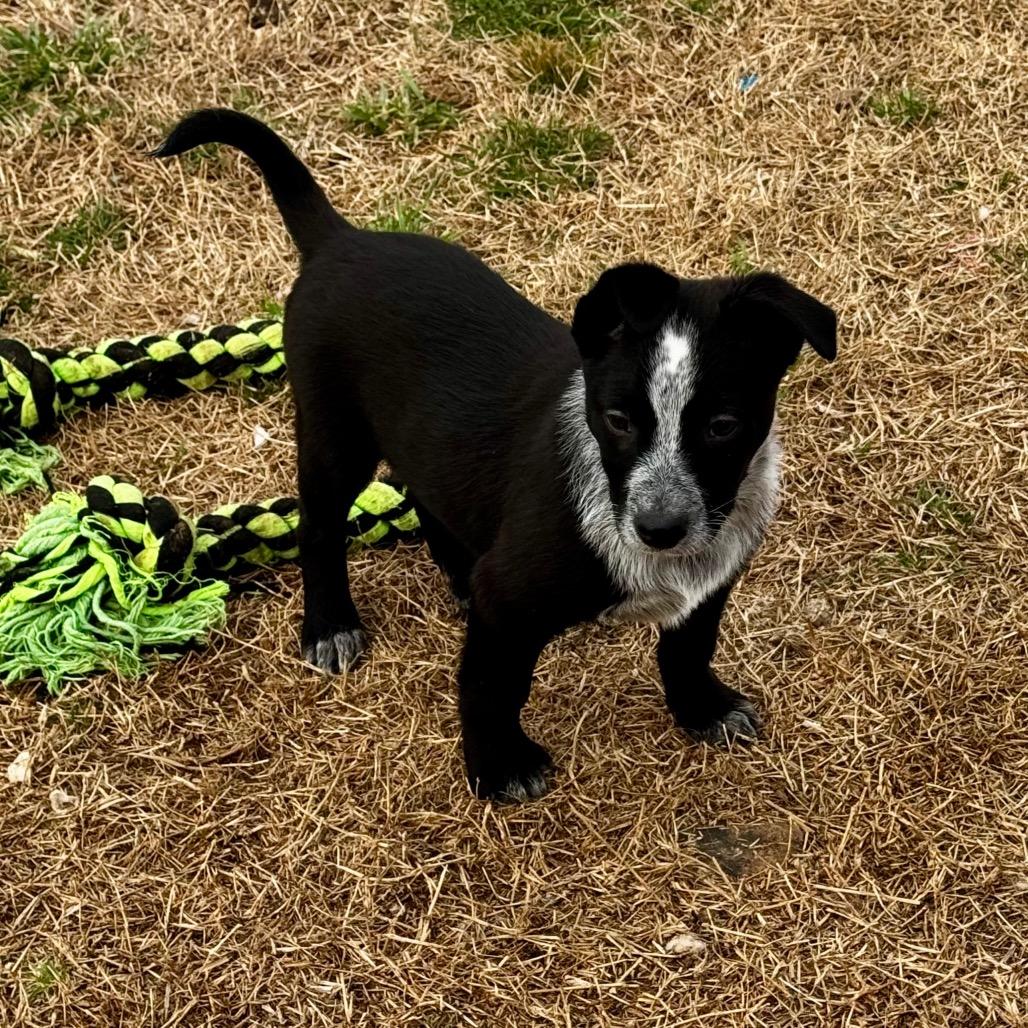 Enlarge Ridge, a Adoptable mixed breed in Huntsville, AL image 4/4
