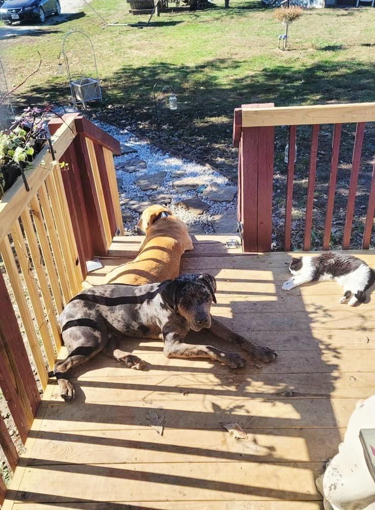 Hank, Adoptable, Young Male American Bully.