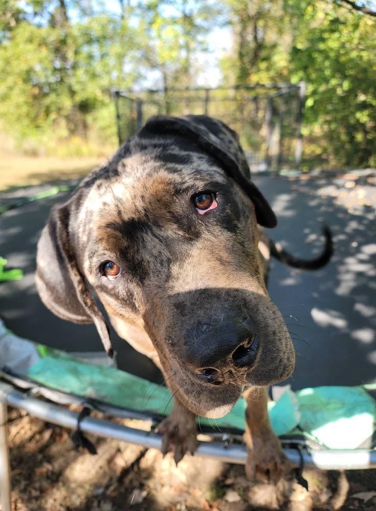 Enlarge Hank, a Adoptable mixed breed in Lexington, MO image 2/6