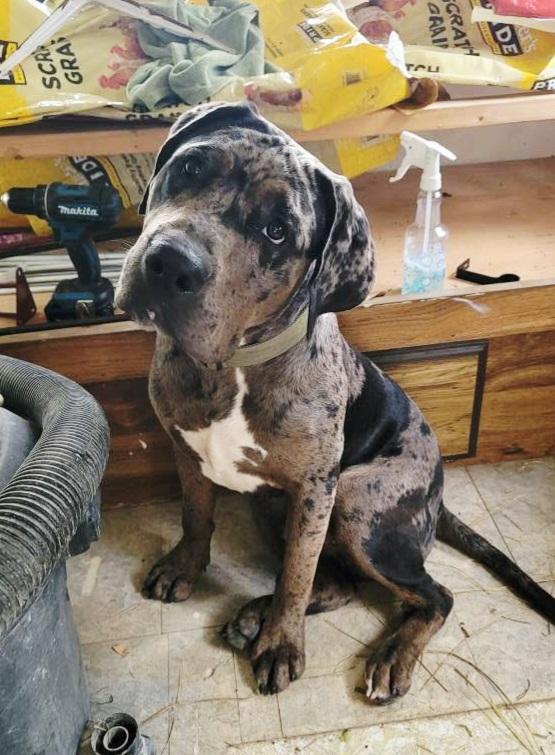 Enlarge Hank, a Adoptable mixed breed in Lexington, MO image 3/6