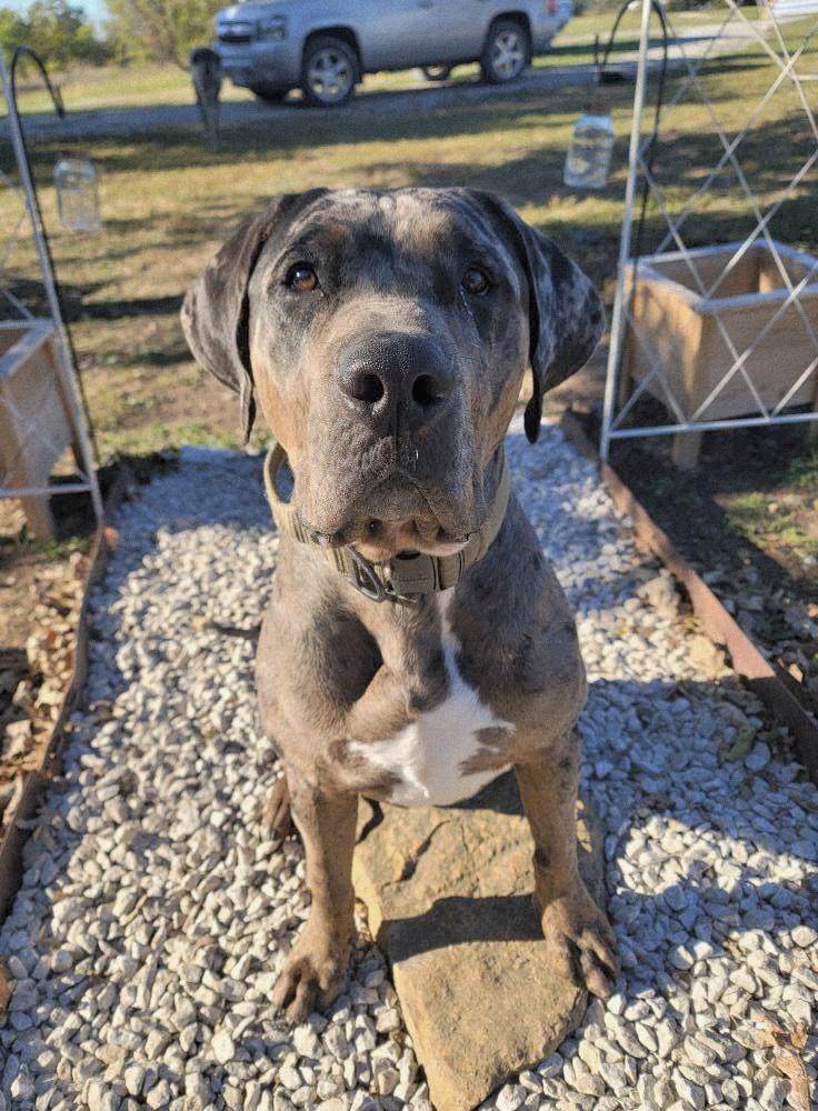 Enlarge Hank, a Adoptable mixed breed in Lexington, MO image 4/6